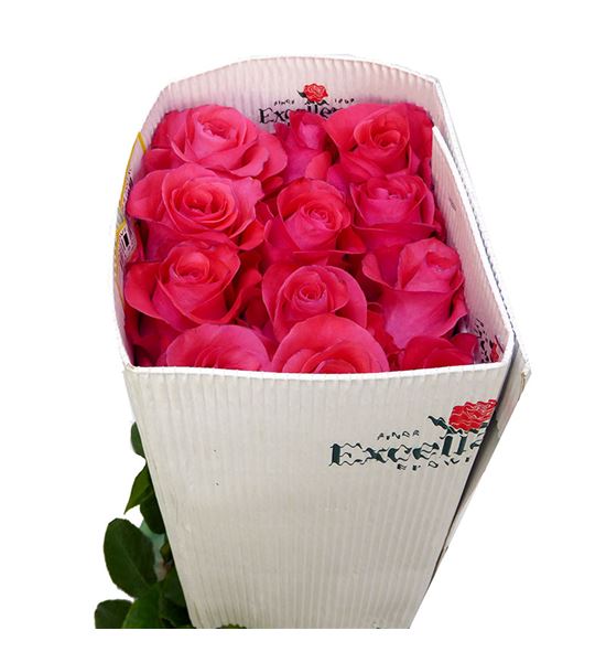 Rosa ecu pink love 40 - REPINLOV