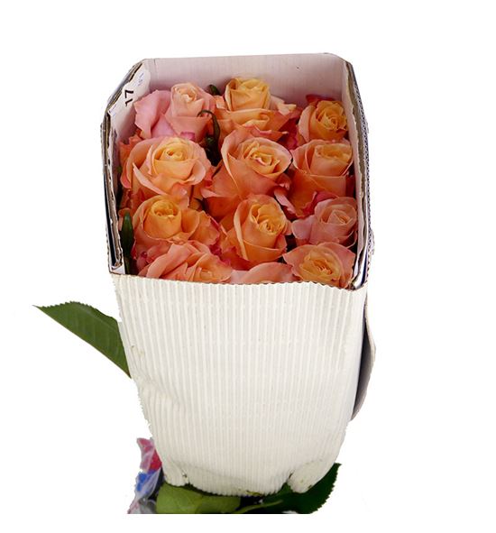 Rosa ecu shimmer 40 - RESHI