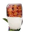 Rosa ecu shimmer 40 - RESHI