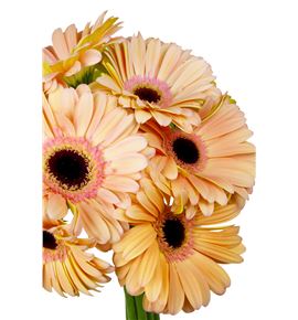 Gerbera alliance - GERALL