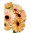 Gerbera alliance - GERALL1