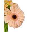 Gerbera alliance - GERALL2