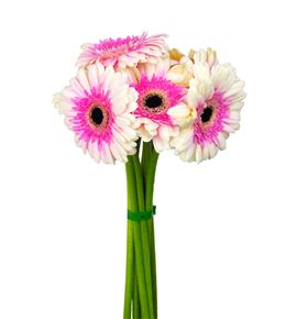 Gerbera artist - GERART