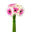 Gerbera artist - GERART