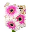 Gerbera artist - GERART1