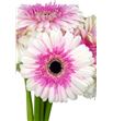 Gerbera artist - GERART2