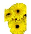 Gerbera brilliance - GERBRI1