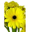 Gerbera brilliance - GERBRI2