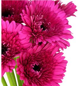 Gerbera farao - GERFAR