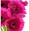 Gerbera farao - GERFAR1