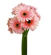 Gerbera fascination - GERFAS