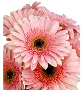 Gerbera fascination - GERFAS