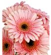 Gerbera fascination - GERFAS1