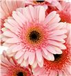 Gerbera fascination - GERFAS2