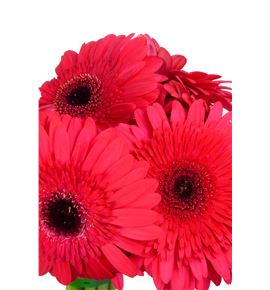 Gerbera intense - GERINT