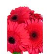 Gerbera intense - GERINT1