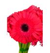 Gerbera intense - GERINT2