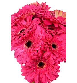 Gerbera landmark - GERLANMAR