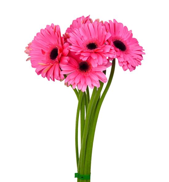 Gerbera pre intense - GERPREINT