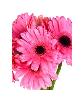 Gerbera pre intense - GERPREINT