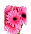 Gerbera pre intense - GERPREINT1