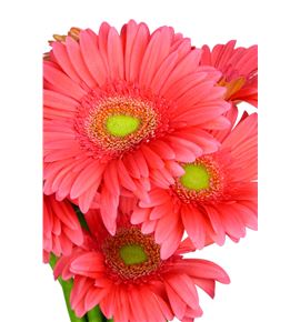 Gerbera terra ezra - GERTEREZR