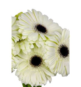 Gerbera white house - GERWHIHOU