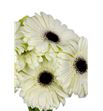 Gerbera white house - GERWHIHOU1