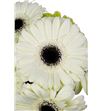 Gerbera white house - GERWHIHOU2