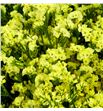 Limonium yellow diamond 70 - LIMPINDIA1