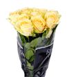 Rosa hol. magic avalanche 70 - RGRMAGAVA