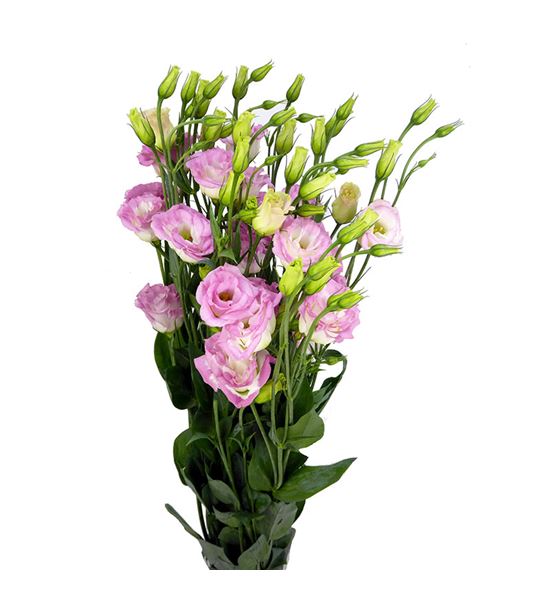 Lisianthus rosita pink picotee 75 - LISLISPINPIC