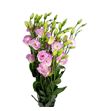 Lisianthus rosita pink picotee 75 - LISLISPINPIC