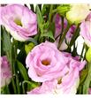 Lisianthus rosita pink picotee 75 - LISLISPINPIC1