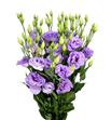 Lisianthus corelli lavender 70 - LISCORLAV