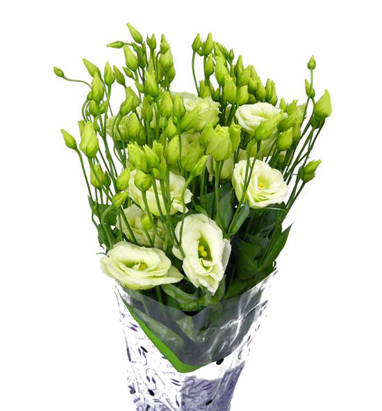 Lisianthus rosita green 75 - LISROSGRE