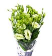 Lisianthus rosita green 75 - LISROSGRE