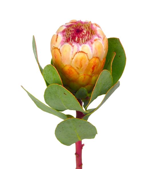 Protea grandicolor 80 - PROGRA