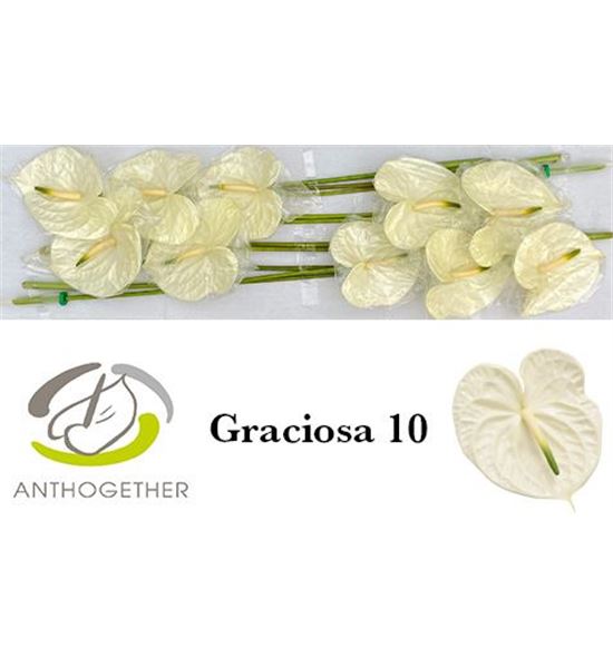 Anth graciosa x10 - ANTGRAC
