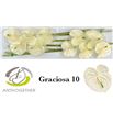 Anth graciosa x10 - ANTGRAC