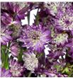 Astrantia star of love 70 - ASTSTALOV2