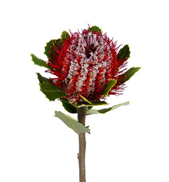 Banksia coccinea 40 - BANCOC