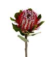 Banksia coccinea 40 - BANCOC