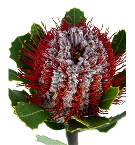 Banksia coccinea 40 - BANCOC