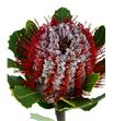 Banksia coccinea 40 - BANCOC1