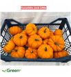 Calabaza manderin x60 - CALMAN60