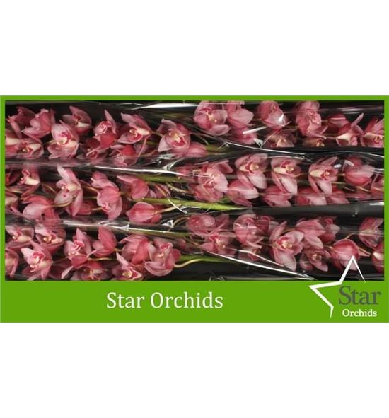 Cymbidium mrw teresa x6 - CYMBMRWTER