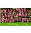 Cymbidium mrw teresa x6 - CYMBMRWTER