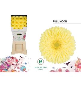 Gerbera full moon 50 x15 - GERFULMON5015