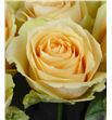 Rosa hol. magic avalanche 70 - RGRMAGAVA2